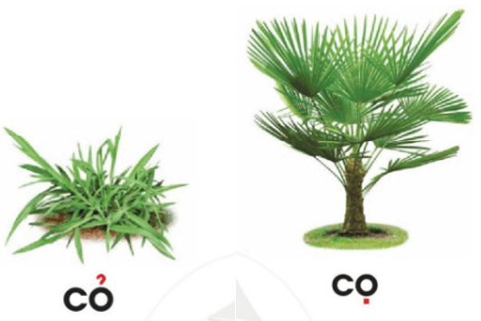 cỏ, cọ – Bài 5 – Tiếng Việt lớp 1 (trang 14 → 15) - Cánh diều