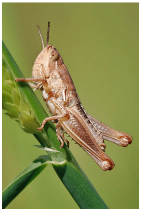 Trắc nghiệm Tiếng Việt lớp 1 Bài 107 (có đáp án): au, âu | Cánh diều