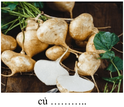 Trắc nghiệm Tiếng Việt lớp 1 Bài 111 (có đáp án): Ôn tập | Cánh diều