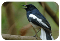 Trắc nghiệm Tiếng Việt lớp 1 Bài 113 (có đáp án): oa, oe | Cánh diều