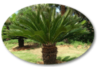 Trắc nghiệm Tiếng Việt lớp 1 Bài 114 (có đáp án): uê, uơ | Cánh diều