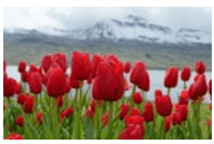 Trắc nghiệm Tiếng Việt lớp 1 Bài 115 (có đáp án): uy, uya | Cánh diều