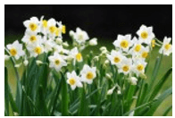 Trắc nghiệm Tiếng Việt lớp 1 Bài 115 (có đáp án): uy, uya | Cánh diều