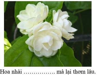 Trắc nghiệm Tiếng Việt lớp 1 Bài Trắc nghiệm 127 (có đáp án): oang, oac | Cánh diều