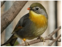 Trắc nghiệm Tiếng Việt lớp 1 Bài 131 (có đáp án): oanh, oach | Cánh diều