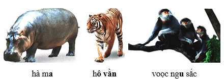 Vui học ở Thảo cầm viên – Bài 2 – Tiếng Việt lớp 1 (trang 83 → 85) - Chân trời sáng tạo