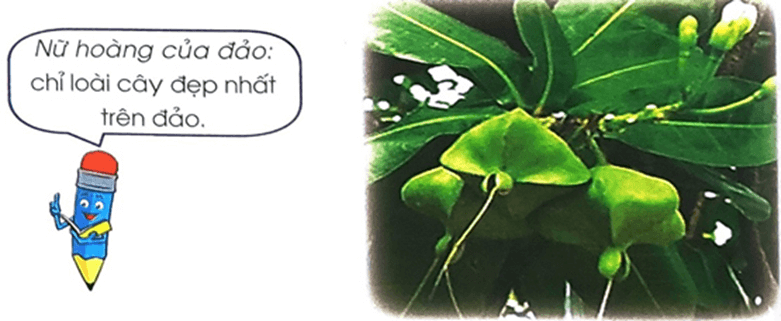 Nữ hoàng của đảo – Bài 3 – Tiếng Việt lớp 1 (trang 130 → 132) - Chân trời sáng tạo