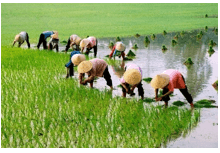 Trắc nghiệm Tiếng Việt lớp 1 Bài 1 (có đáp án): Buổi học cuối năm| Chân trời sáng tạo