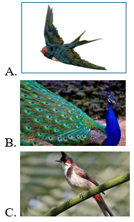 Trắc nghiệm Tiếng Việt lớp 1 Bài 1 (có đáp án): Buổi học cuối năm| Chân trời sáng tạo