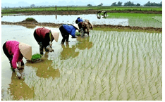 Trắc nghiệm Tiếng Việt lớp 1 Bài 1 (có đáp án): Khu rừng kì lạ dưới đáy biển| Chân trời sáng tạo