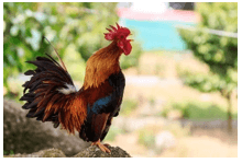 Trắc nghiệm Tiếng Việt lớp 1 Bài 2 (có đáp án): Ban mai trên bản | Chân trời sáng tạo