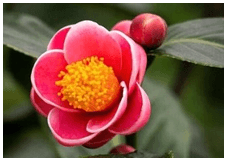 Trắc nghiệm Tiếng Việt lớp 1 Bài 2 (có đáp án): Chợ hoa ngày Tết ở Hà Nội | Chân trời sáng tạo