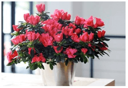 Trắc nghiệm Tiếng Việt lớp 1 Bài 2 (có đáp án): Chợ hoa ngày Tết ở Hà Nội | Chân trời sáng tạo