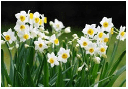 Trắc nghiệm Tiếng Việt lớp 1 Bài 2 (có đáp án): Chợ hoa ngày Tết ở Hà Nội | Chân trời sáng tạo