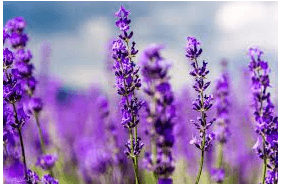 Trắc nghiệm Tiếng Việt lớp 1 Bài 2 (có đáp án): Thư gửi bố ngoài đảo| Chân trời sáng tạo