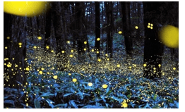 Trắc nghiệm Tiếng Việt lớp 1 Bài 3 (có đáp án): Làng gốm Bát Tràng | Chân trời sáng tạo