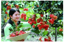 Trắc nghiệm Tiếng Việt lớp 1 Bài 3 (có đáp án): Làng gốm Bát Tràng | Chân trời sáng tạo