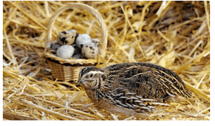 Trắc nghiệm Tiếng Việt lớp 1 Bài 3 (có đáp án): Những điều cần biết về bút chì | Chân trời sáng tạo