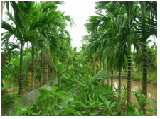 Trắc nghiệm Tiếng Việt lớp 1 Bài 3 (có đáp án): Những điều cần biết về bút chì | Chân trời sáng tạo