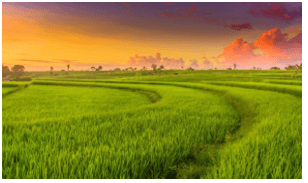 Trắc nghiệm Tiếng Việt lớp 1 Bài 3 (có đáp án): Nữ hoàng của đảo| Chân trời sáng tạo