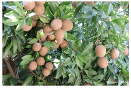 Trắc nghiệm Tiếng Việt lớp 1 Bài 3 (có đáp án): oanh, uynh, uych | Chân trời sáng tạo