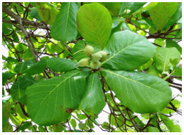 Trắc nghiệm Tiếng Việt lớp 1 Bài 3 (có đáp án): oanh, uynh, uych | Chân trời sáng tạo