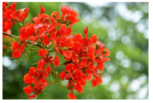 Trắc nghiệm Tiếng Việt lớp 1 Bài 4 (có đáp án): oat, oan, oang | Chân trời sáng tạo