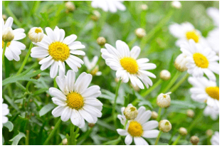 Trắc nghiệm Tiếng Việt lớp 1 Bài 4 (có đáp án): oat, oan, oang | Chân trời sáng tạo