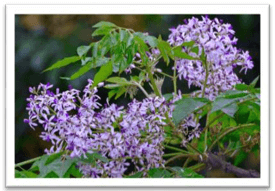 Trắc nghiệm Tiếng Việt lớp 1 Bài 4 (có đáp án): oat, oan, oang | Chân trời sáng tạo