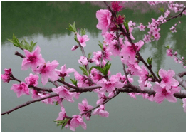 Trắc nghiệm Tiếng Việt lớp 1 Bài 4 (có đáp án): oat, oan, oang | Chân trời sáng tạo