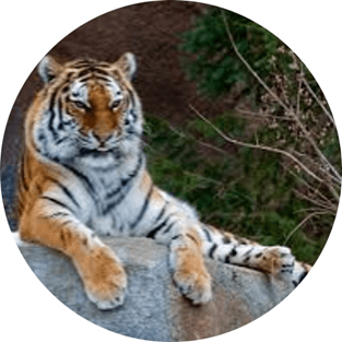 Trắc nghiệm Tiếng Việt lớp 1 Bài 3 (có đáp án): Chúa tể rừng xanh | Kết nối tri thức