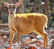 Trắc nghiệm Tiếng Việt lớp 1 Bài 4 (có đáp án): Giải thưởng tình bạn | Kết nối tri thức