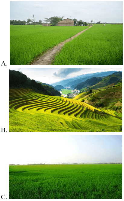 Trắc nghiệm Tiếng Việt lớp 1 Bài 4 (có đáp án): Ruộng bậc thang ở Sa Pa | Kết nối tri thức