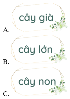 Trắc nghiệm Tiếng Việt lớp 1 Bài 5 (có đáp án): Cây liễu dẻo dai | Kết nối tri thức