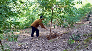 Trắc nghiệm Tiếng Việt lớp 1 Bài 5 (có đáp án): Nhớ ơn | Kết nối tri thức