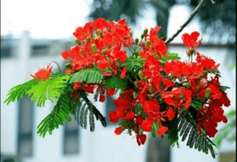 Trắc nghiệm Tiếng Việt lớp 1 Bài 7 (có đáp án): Hoa phượng | Kết nối tri thức