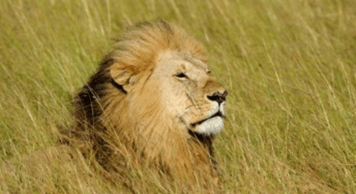 Trắc nghiệm Tiếng Việt lớp 1 Bài 6 (có đáp án): Ôn tập | Kết nối tri thức