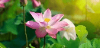 Trắc nghiệm Tiếng Việt lớp 1 Bài 6 (có đáp án): Ôn tập | Kết nối tri thức