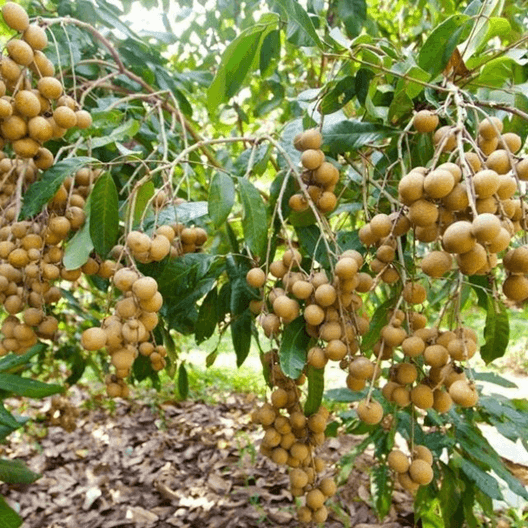 Trắc nghiệm Tiếng Việt lớp 1 Bài 6 (có đáp án): Ôn tập | Kết nối tri thức