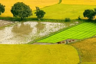 Trắc nghiệm Tiếng Việt lớp 1 Bài 7 (có đáp án): Ôn tập | Kết nối tri thức