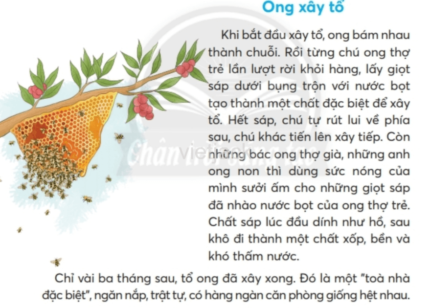 Tiếng Việt lớp 2 Bài 2: Ong xây tổ trang 45, 46, 47, 48, 49 - Chân trời