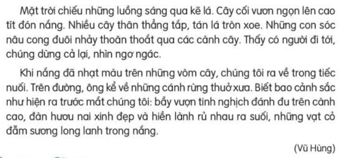 Đọc: Cánh rừng trong nắng lớp 3 | Tiếng Việt lớp 3 Kết nối tri thức