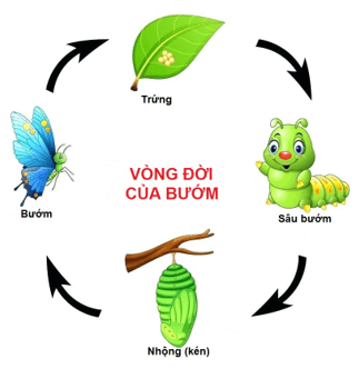 Tin học lớp 3 Bài 1: Máy tính giúp em quan sát hạt đậu nảy mầm trang 59, 60