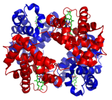 Hemoglobin là gì