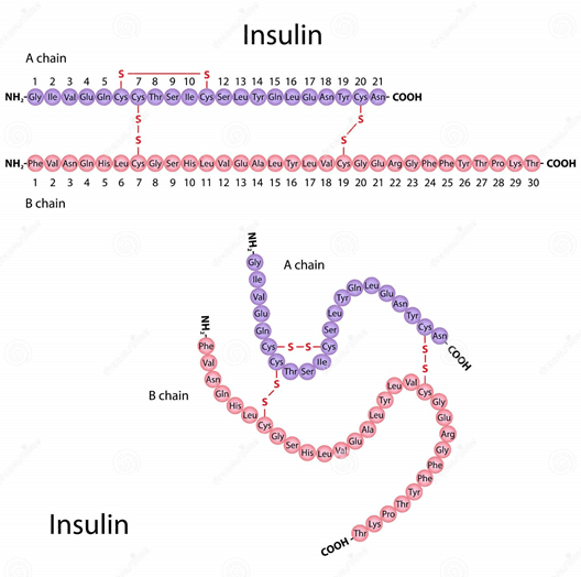 Insulin là gì