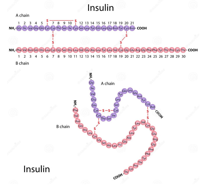 Phân tử khối của Insulin (chính xác nhất)
