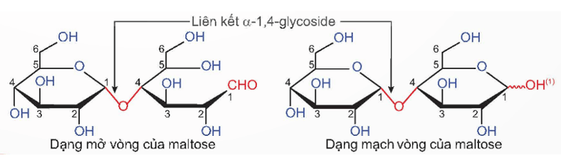 Phân tử khối của maltose (chính xác nhất)
