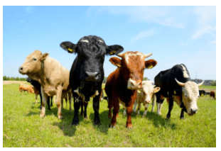 20 Bài tập trắc nghiệm Phép trừ (có nhớ) số có hai chữ số với số có hai chữ số lớp 2 (có lời giải) | Toán lớp 2 Kết nối tri thức