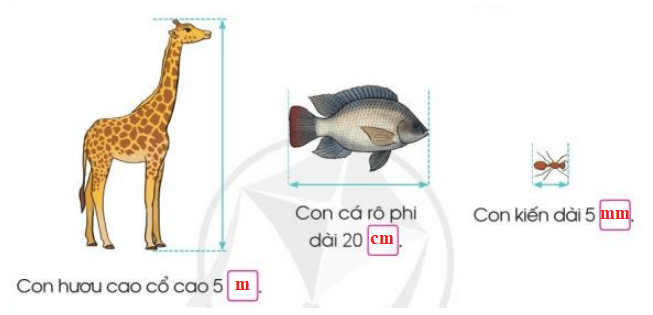 Toán lớp 3 trang 12, 13 Mi-li-mét | Cánh diều