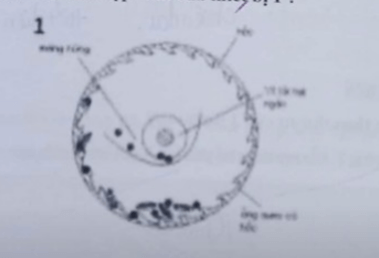 200+ Trắc nghiệm Cây lương thực đại cương (có đáp án)